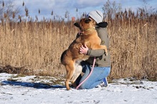 RIKI, Hund, Mischlingshund in Slowakische Republik - Bild 2