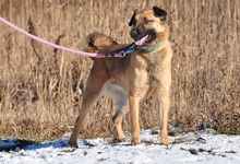 RIKI, Hund, Mischlingshund in Slowakische Republik - Bild 5