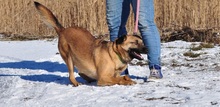 RIKI, Hund, Mischlingshund in Slowakische Republik - Bild 7