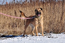 RIKI, Hund, Mischlingshund in Slowakische Republik - Bild 8