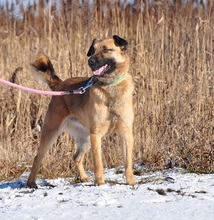 RIKI, Hund, Mischlingshund in Slowakische Republik - Bild 9