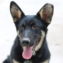 CORVIN, Hund, Mischlingshund in Griechenland - Bild 1