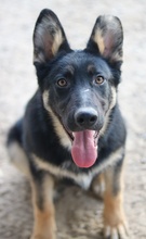CORVIN, Hund, Mischlingshund in Griechenland - Bild 10