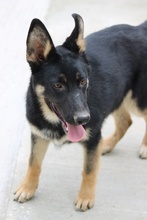CORVIN, Hund, Mischlingshund in Griechenland - Bild 2