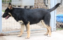 CORVIN, Hund, Mischlingshund in Griechenland - Bild 3