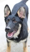 CORVIN, Hund, Mischlingshund in Griechenland - Bild 4