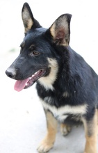 CORVIN, Hund, Mischlingshund in Griechenland - Bild 5