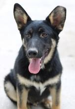 CORVIN, Hund, Mischlingshund in Griechenland - Bild 6