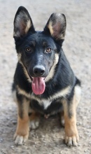 CORVIN, Hund, Mischlingshund in Griechenland - Bild 7