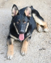CORVIN, Hund, Mischlingshund in Griechenland - Bild 8