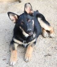 CORVIN, Hund, Mischlingshund in Griechenland - Bild 9