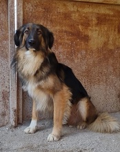 BOGO, Hund, Mischlingshund in Kroatien - Bild 1