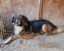 BOGO, Hund, Mischlingshund in Kroatien - Bild 10