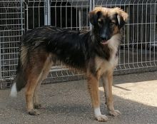 BOGO, Hund, Mischlingshund in Kroatien - Bild 13