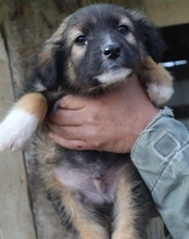 BOGO, Hund, Mischlingshund in Kroatien - Bild 15