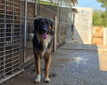 BOGO, Hund, Mischlingshund in Kroatien - Bild 2