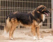 BOGO, Hund, Mischlingshund in Kroatien - Bild 3