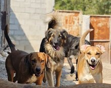 BOGO, Hund, Mischlingshund in Kroatien - Bild 4