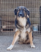 BOGO, Hund, Mischlingshund in Kroatien - Bild 6