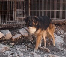 BOGO, Hund, Mischlingshund in Kroatien - Bild 7