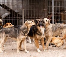 BOGO, Hund, Mischlingshund in Kroatien - Bild 8