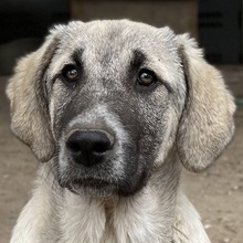 LITTLEPUMPKIN, Hund, Mischlingshund in Griechenland - Bild 1