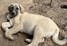 LITTLEPUMPKIN, Hund, Mischlingshund in Griechenland - Bild 12