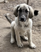 LITTLEPUMPKIN, Hund, Mischlingshund in Griechenland - Bild 13
