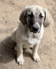 LITTLEPUMPKIN, Hund, Mischlingshund in Griechenland - Bild 3