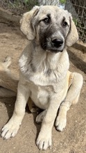 LITTLEPUMPKIN, Hund, Mischlingshund in Griechenland - Bild 4