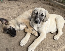 LITTLEPUMPKIN, Hund, Mischlingshund in Griechenland - Bild 6