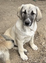 LITTLEPUMPKIN, Hund, Mischlingshund in Griechenland - Bild 7
