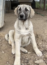LITTLEPUMPKIN, Hund, Mischlingshund in Griechenland - Bild 8