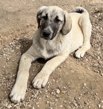 LITTLEPUMPKIN, Hund, Mischlingshund in Griechenland - Bild 9
