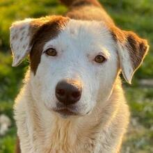BREA, Hund, Mischlingshund in Griechenland - Bild 1