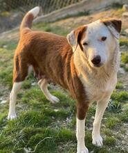 BREA, Hund, Mischlingshund in Griechenland - Bild 11