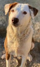 BREA, Hund, Mischlingshund in Griechenland - Bild 12