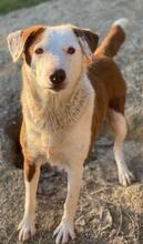 BREA, Hund, Mischlingshund in Griechenland - Bild 13