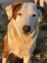 BREA, Hund, Mischlingshund in Griechenland - Bild 14