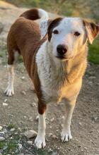 BREA, Hund, Mischlingshund in Griechenland - Bild 15