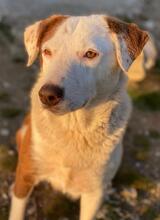 BREA, Hund, Mischlingshund in Griechenland - Bild 16