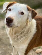 BREA, Hund, Mischlingshund in Griechenland - Bild 17
