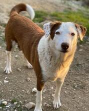 BREA, Hund, Mischlingshund in Griechenland - Bild 19