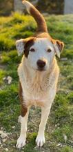 BREA, Hund, Mischlingshund in Griechenland - Bild 3