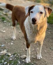 BREA, Hund, Mischlingshund in Griechenland - Bild 4