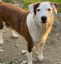 BREA, Hund, Mischlingshund in Griechenland - Bild 5
