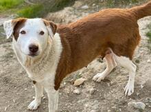 BREA, Hund, Mischlingshund in Griechenland - Bild 6