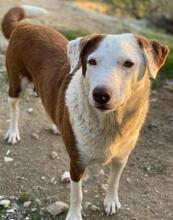BREA, Hund, Mischlingshund in Griechenland - Bild 9