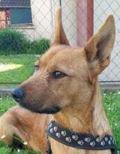 OLGICA, Hund, Mischlingshund in Kroatien - Bild 1