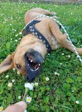 OLGICA, Hund, Mischlingshund in Kroatien - Bild 3